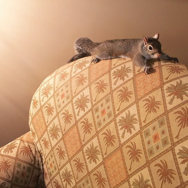 photogenic-rescue-squirrel-jill-75