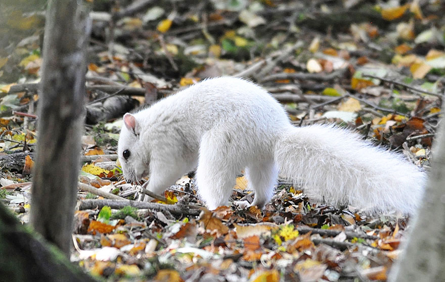 Andrew Fulton - niezwykle rzadko spotykany okaz w Anglii, biała wiewiórka . Andrew Fulton - extremely rare spotted in the United Kingdom, white squirrel.