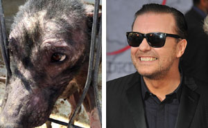 Ricky Gervais's Tweet Saves 650 Starving And Abused Dogs