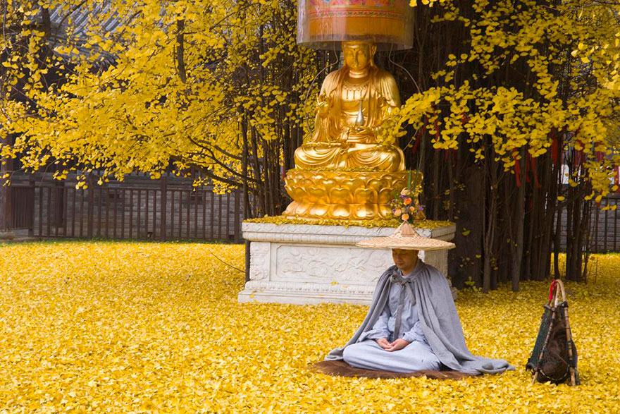 1400-old-ginkgo-tree-yellow-leaves-buddhist-temple-china-6