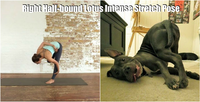 18-pozitii-yoga-inspirate-de-animale-8