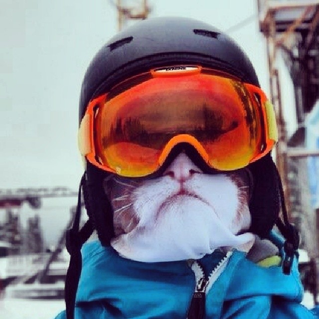 Teya Salat - maski ochronne na narty z motywem zwierzęcym. Teya Salat - animal ski mask.