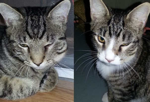 10+ Cats Who Got Stung By Bees And Wasps Bored Panda