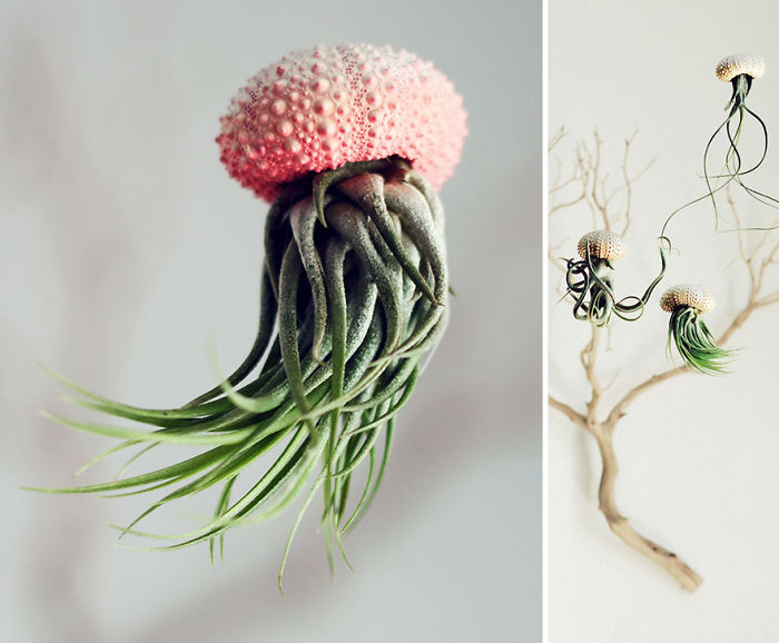 Jellyfish Air Planter