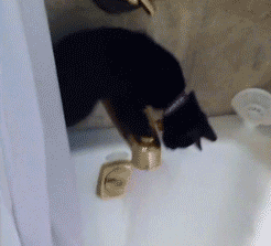 Cat Tries To Drink Water From A Bathtub, Regrets It