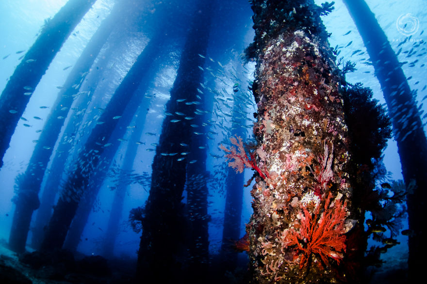 Lukas Szolc-Nartowski - podwodny las na Bali. Lukas Szolc-Nartowski - an underwater forest in Bali.