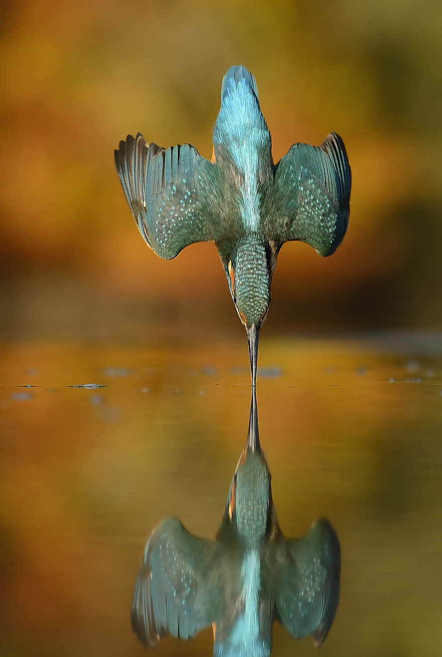 perfect-kingfisher-dive-photo--wildlife-photography-alan-mcfayden-31