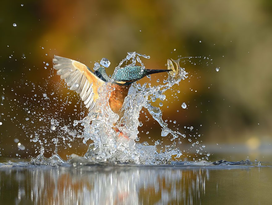 perfect-kingfisher-dive-photo--wildlife-photography-alan-mcfayden-33