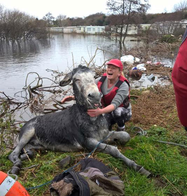 Un măgar râde după ce a fost salvat din calea unor inundații în Irlanda