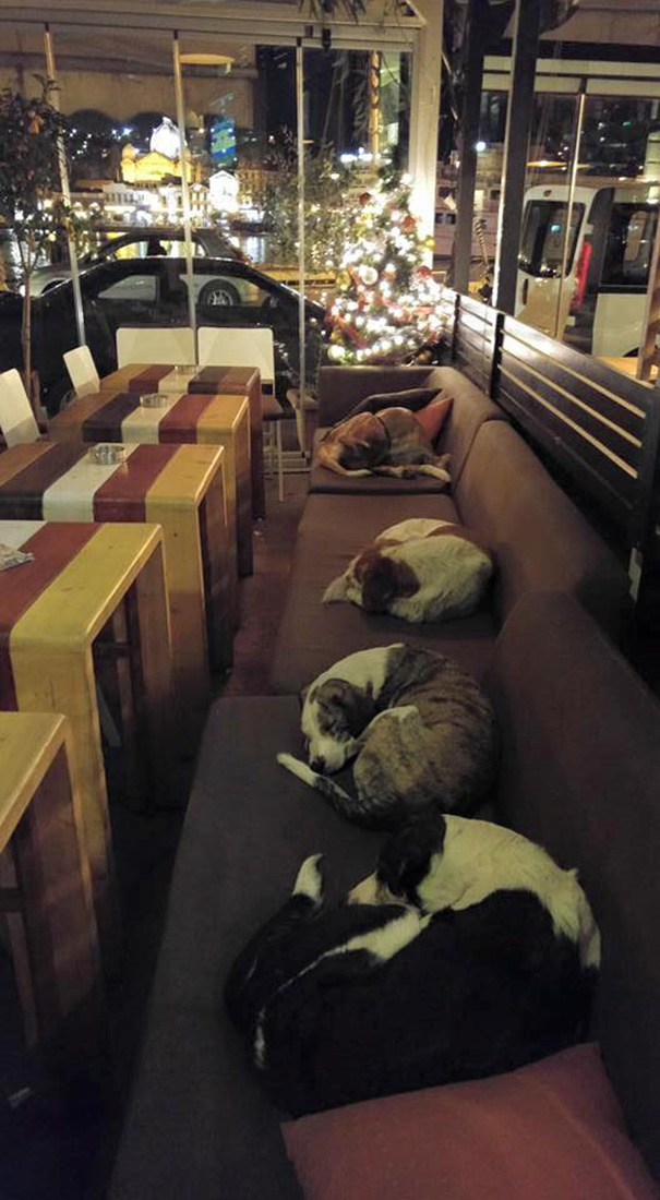 Această cafenea din Grecia lasă câinii vagabonzi să doarmă pe timpul nopții