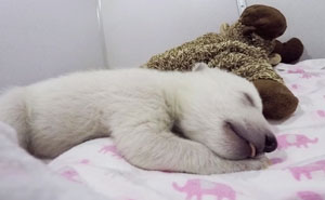 Abandoned Baby Polar Bear Sleeping With A Stuffed Animal Makes Cute Sounds