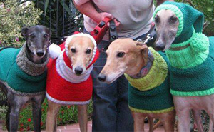 Woman Quit Her Job To Knit Sweaters For Cold Abandoned Greyhounds