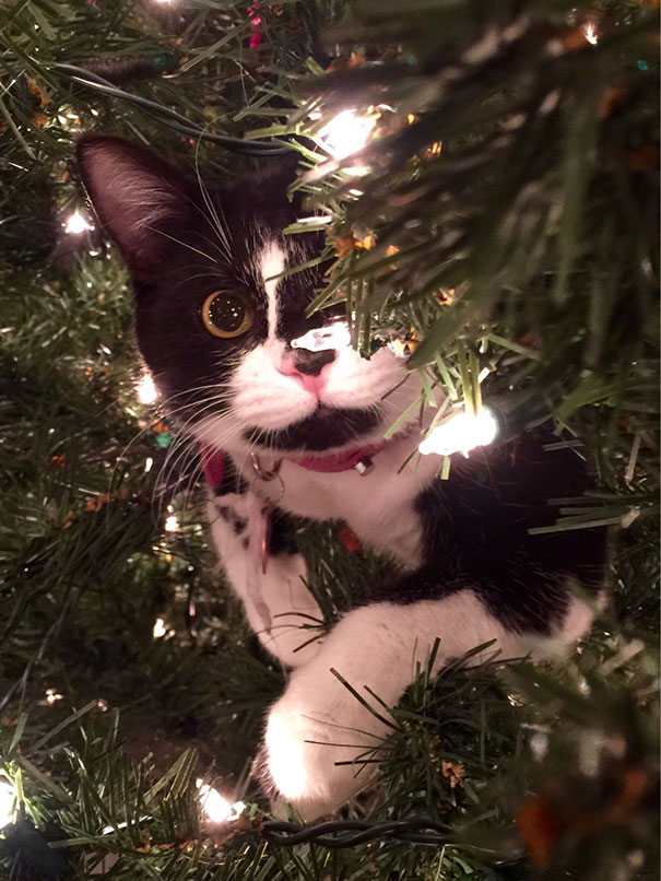 [Imagen: decorating-cats-destroying-trees-christmas-401__605.jpg]