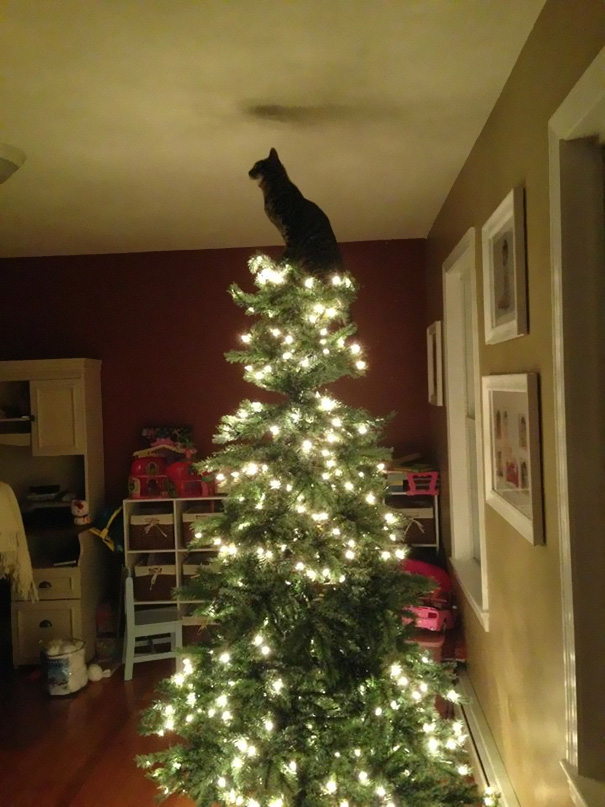 [Imagen: decorating-cats-destroying-trees-christmas-492__605.jpg]