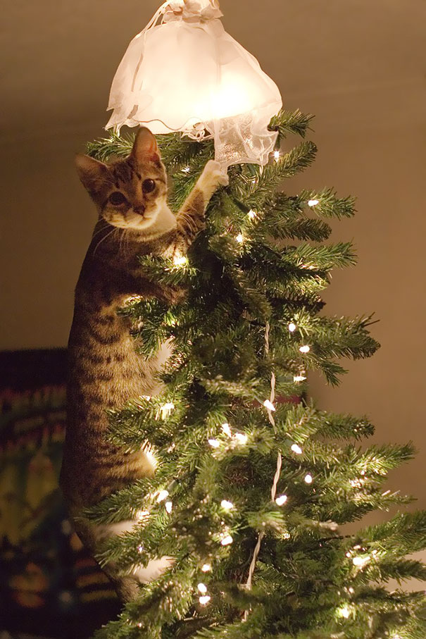 [Imagen: decorating-cats-destroying-trees-christmas-49__605.jpg]
