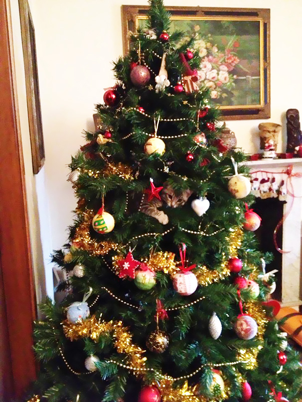 [Imagen: decorating-cats-destroying-trees-christmas-501__605.jpg]