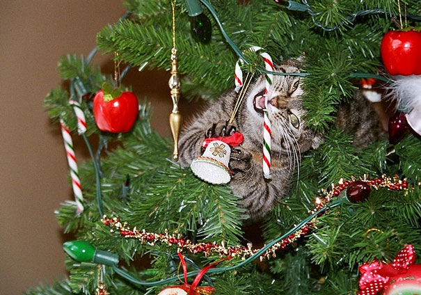 [Imagen: decorating-cats-destroying-trees-christmas-60__605.jpg]