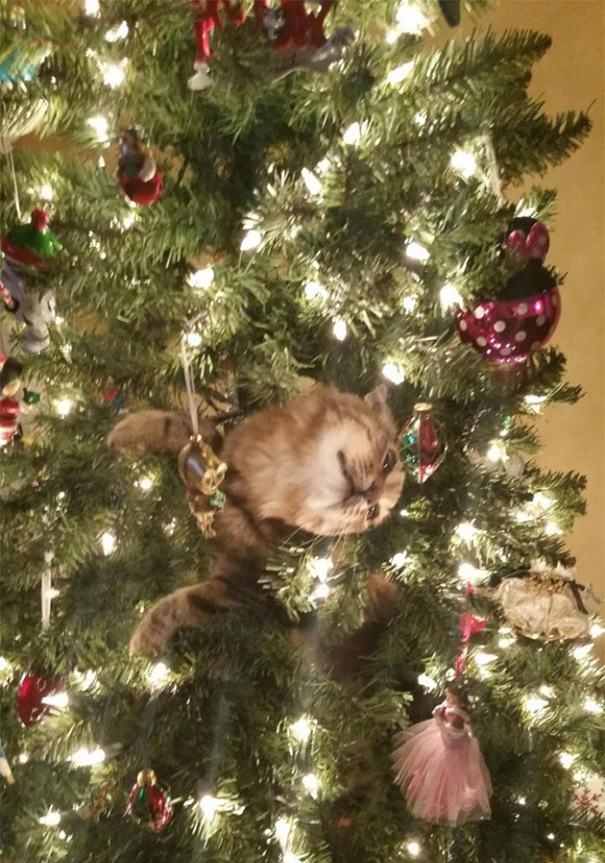 [Imagen: decorating-cats-destroying-trees-christmas-71__605.jpg]