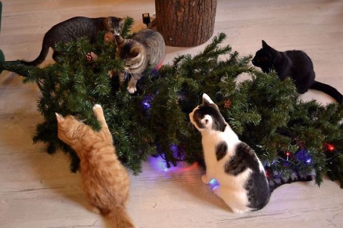 Christmas at a Cat Cafe