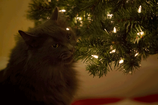 [Imagen: decorating-cats-destroying-trees-christmas__605.gif]