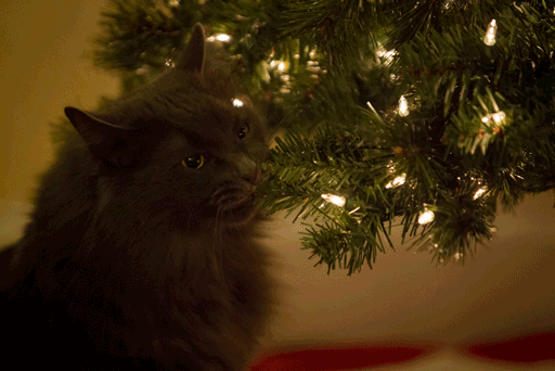 My Friend's Cat Thought the Artificial Christmas Tree Would Be Tasty