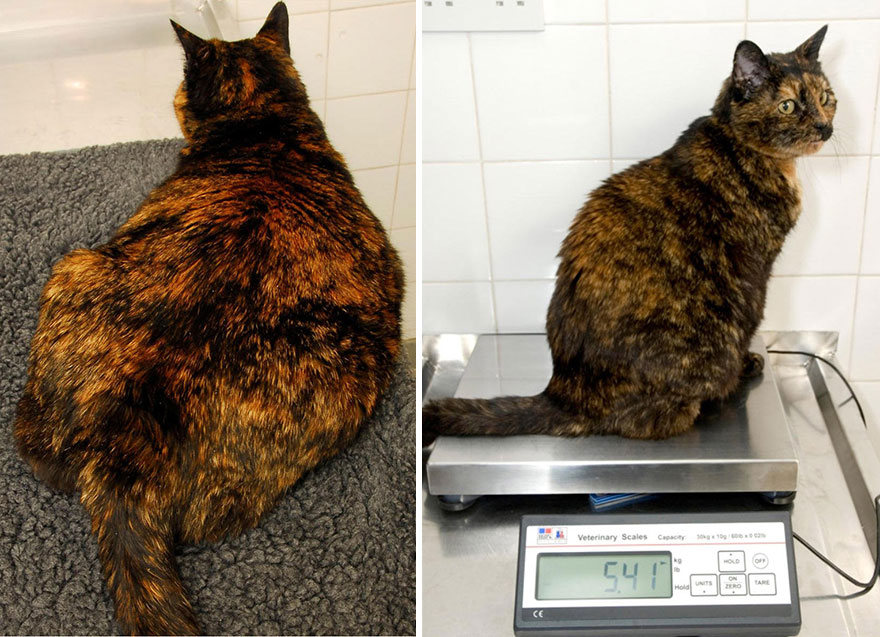 Fat Cats Set To Lose Weight