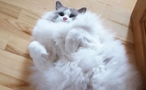 20+ Of The Fluffiest Cats In The World