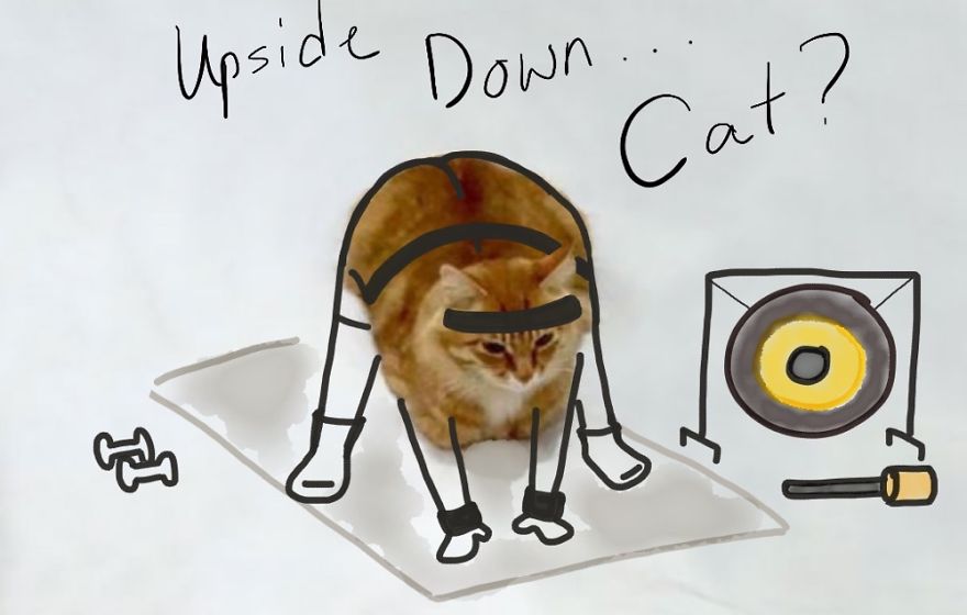 Upside Down Cat Bored Panda