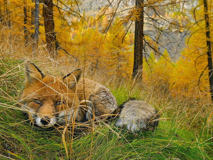 Fox Found, Gran Paradiso National Park, Italy
