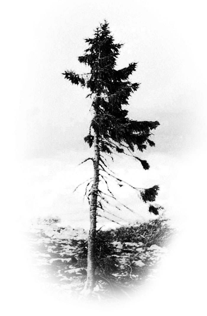 cel mai vechi copac din lume 2