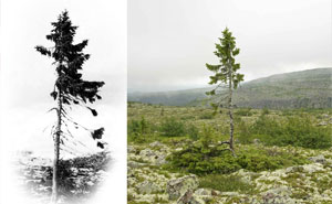 9,500-Year-Old Tree Found in Sweden Is The World's Oldest Tree