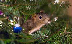 Couple Saves A Squirrel And Now It Lives In Their Christmas Tree