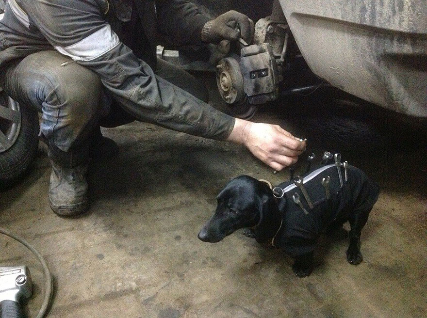 caine dachshund asistent mecanic 2
