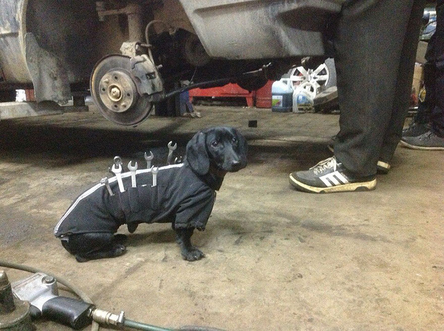 caine dachshund asistent mecanic 4