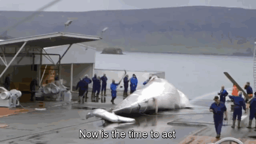 Islanda Omoară Balene, Hackerii De La Anonymous Le Inchid Acestora Site-urile Guvernamentale-6