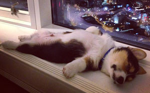 25+ Animals That Sleep Wherever They Please