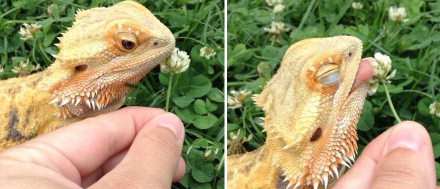 Gecko Smelling Flowers