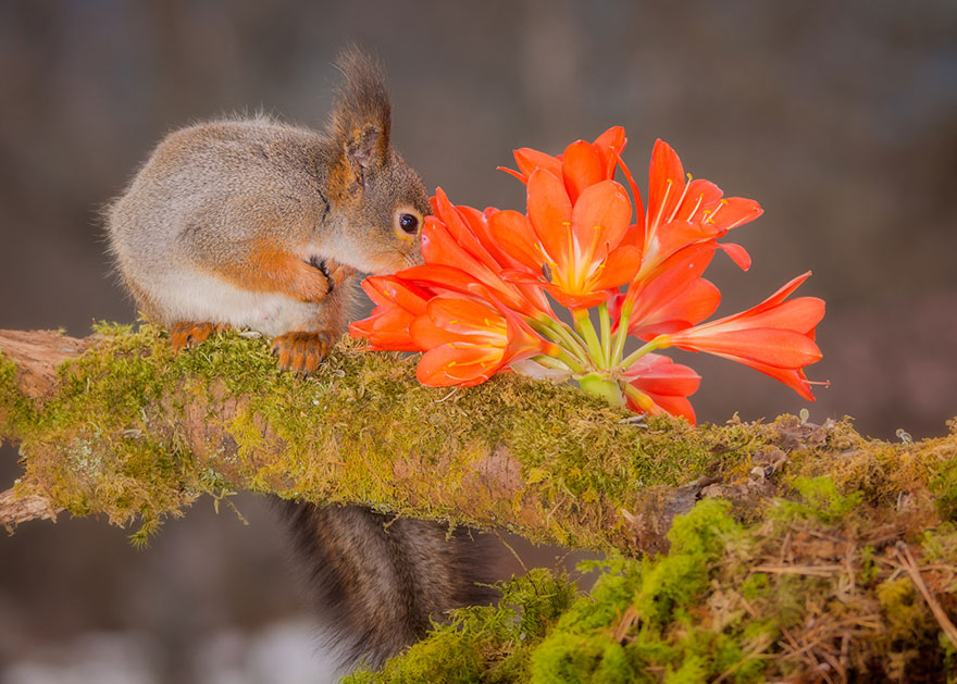 Red Squirrel Smelling Flowers