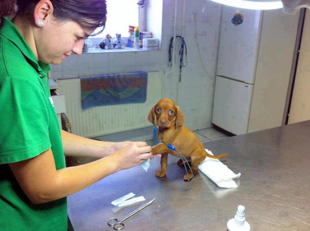 Moment Of Bravery At The Vet