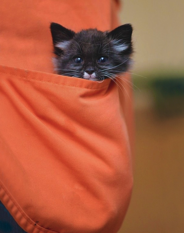Pocket Kitten Ashton