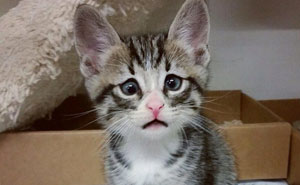 Kitten Born With Permanently Worried-Looking Eyes