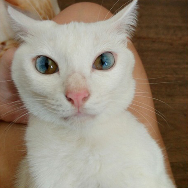 Through Golden Eyes: This Cat’s Eyes Have A Whole Universe Inside