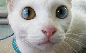 This Cat’s Eyes Have A Whole Universe Inside