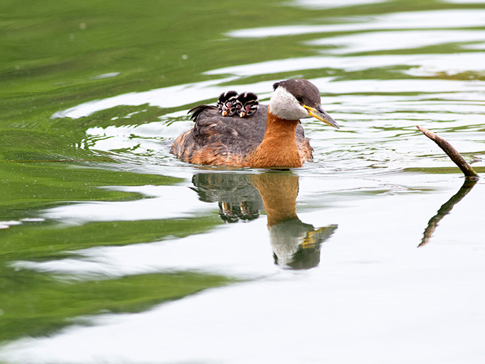 Red Necked Grebe With Two Chicks