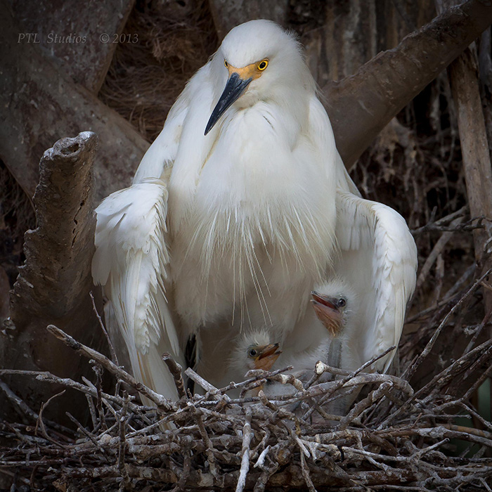 A Snowy Heron Mother Keeps Watch Over Her Chicks