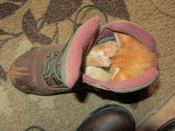 The Runt Of The Litter Likes To Sleep In My Hiking Boot