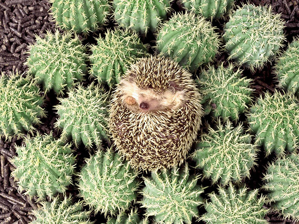 Just A Hedgehog Practicing Its Camouflage