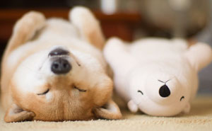 Shiba Inu Keeps Falling Asleep In Same Position As His Favorite Plush Toy