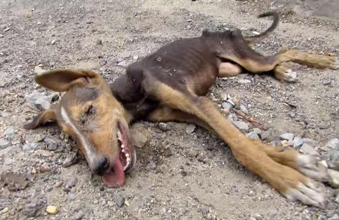 Nyaris tewas akibat distemper, anjing jalanan menggerakkan ekor memohon pertolongan