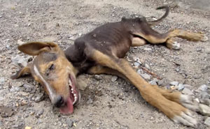 Dying Puppy Wags Her Tail As Rescuers Approach